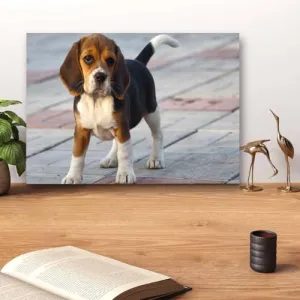 GADGETS WRAP Canvas Gallery Wrap Framed for Home Office Studio Living Room Decoration (14x11inch) - Modish Puppy